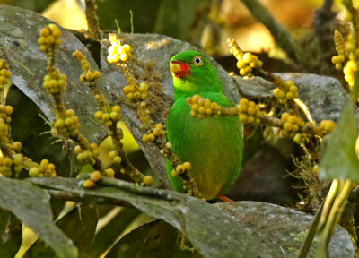 Yellow-collared Euphonia