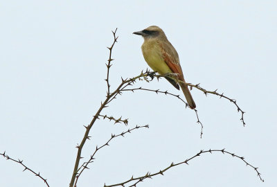 Baird's Flycatcher