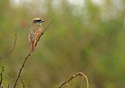 Baird's Flycatcher