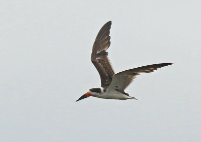 Black Skimmer