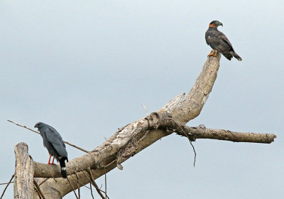 Hook-billed Kite and Crane Hawk