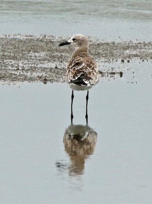 Laughing Gull