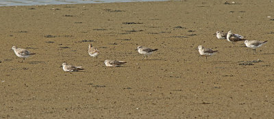 Red Knot