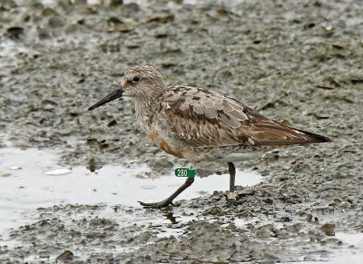 Red Knot