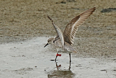 Red Knot