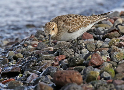 Bairds Sandpiper