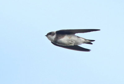 Bank Swallow