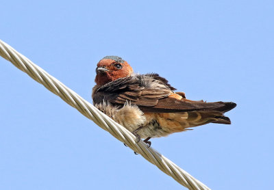 Cliff Swallow