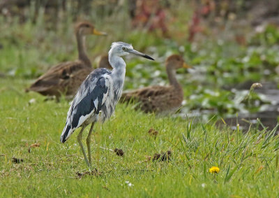 Little Blue Heron