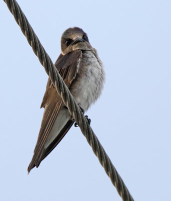 Purple Martin