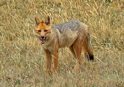 Andean Fox