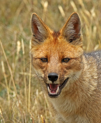 Andean Fox