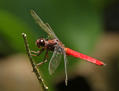 Dragonfly Septimo Paraiso