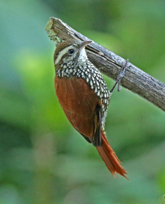 Pearled Treerunner