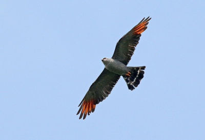 Plumbeous Kite