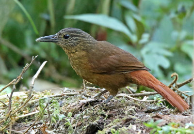 Streak-capped Treehunter