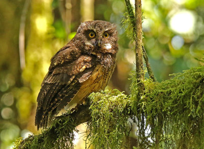 White-throated Screech-Owl