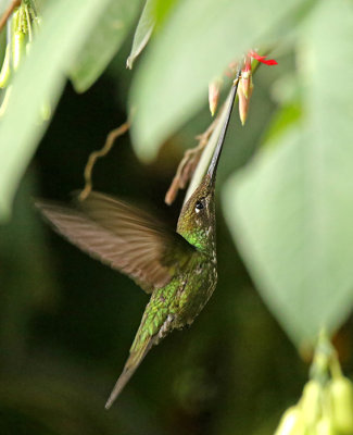 Sword-billed Hummingbird