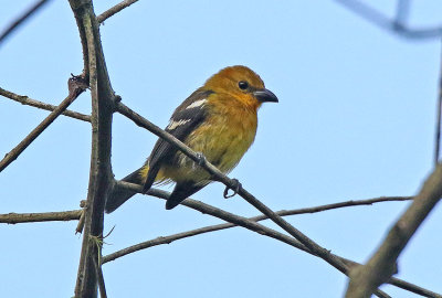 White-winged Tanager