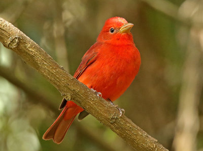 Summer Tanager