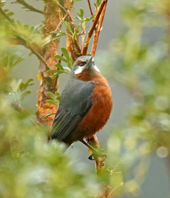 Giant Conebill