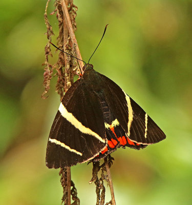 Moth Castniidae