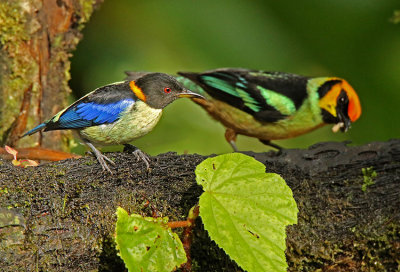 Golden-collared Honeycreeper