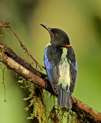 Golden-collared Honeycreeper