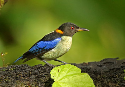 Golden-collared Honeycreeper