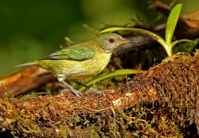 Golden-collared Honeycreeper