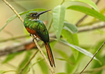 Rufous-tailed Jacamar