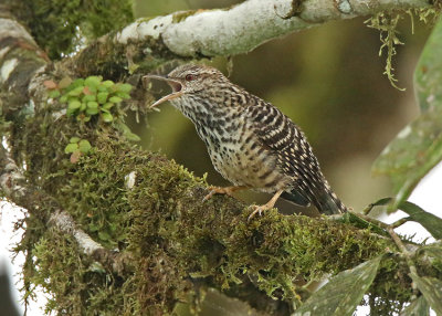 Band-backed Wren