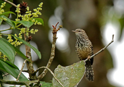 Band-backed Wren