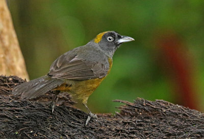 Dusky-faced Tanager