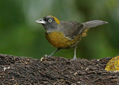 Dusky-faced Tanager