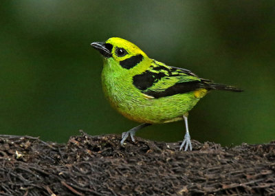 Emerald Tanager