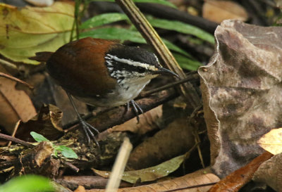 White-breasted Wood-Wren