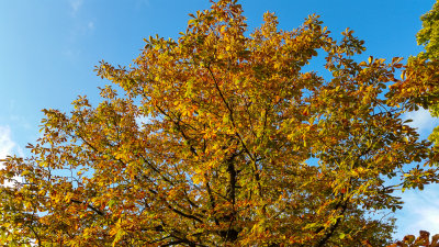 Polish golden fall - trees are turning colors