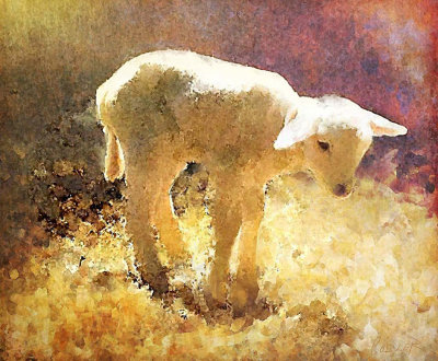 The Lamb