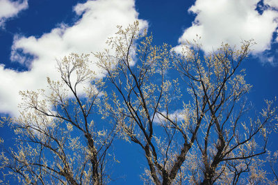 Reaching upward - Santa Fe