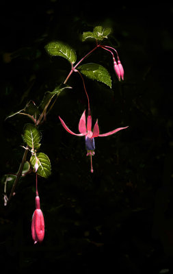 Fuschia