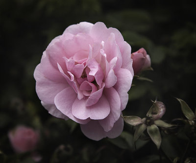 Mendocino Rose