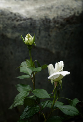 Rose bud and friend