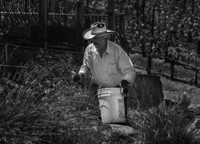 Worker - Martinelli Vineyrds