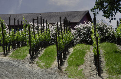 Martinelli Winery - Sonoma