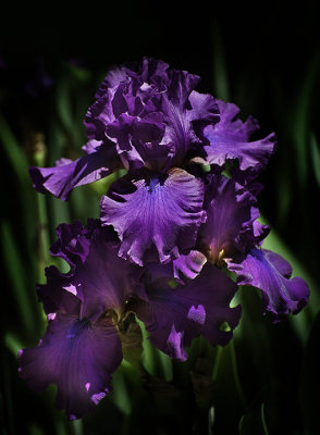 Visual Purple