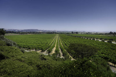 Gloria Ferrer vineyards