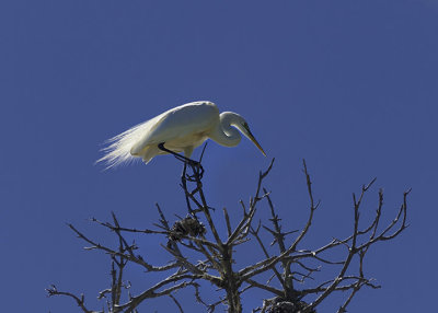 Egret in a tree - Alameda CA
