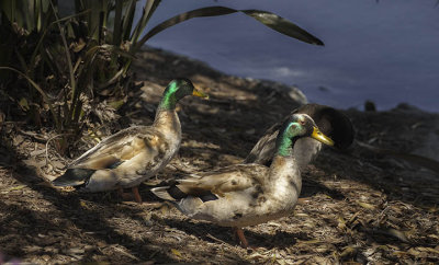 Ducks at Harbor Bay