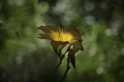 A golden daylily in my garden